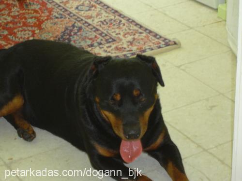 yaman Erkek Rottweiler