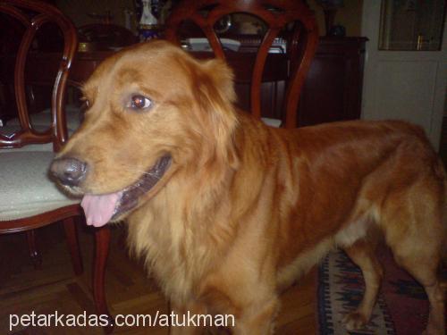 LEON Erkek Golden Retriever