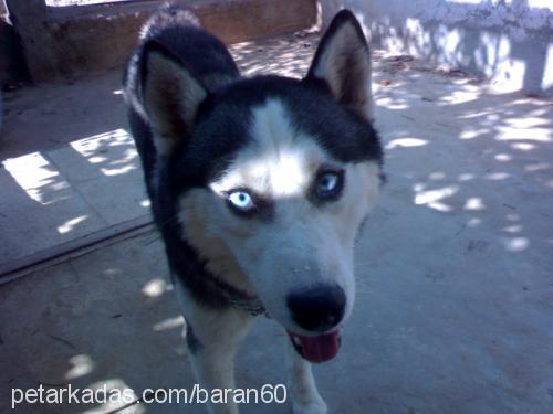 blue Erkek Sibirya Kurdu (Husky)