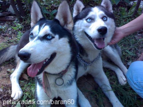 blue Erkek Sibirya Kurdu (Husky)