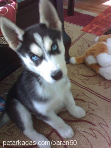 mavi Dişi Sibirya Kurdu (Husky)