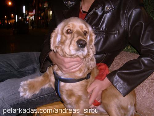 suzi... Dişi İngiliz Cocker Spaniel