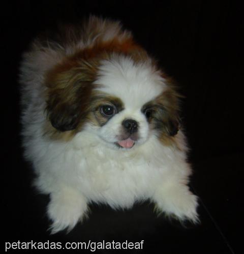 Doli Erkek Pekingese