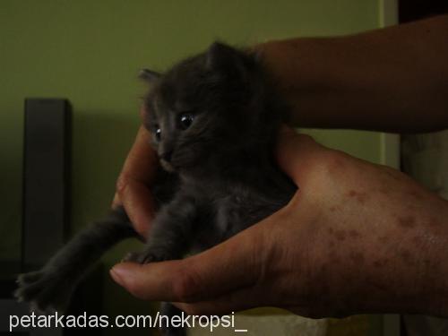 humus Erkek Nebelung