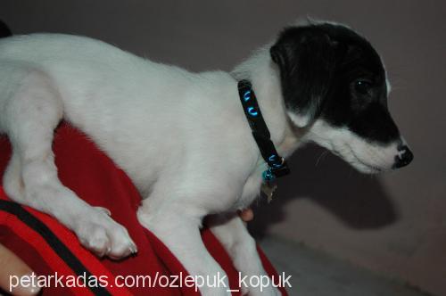 köpük Dişi Jack Russell Terrier