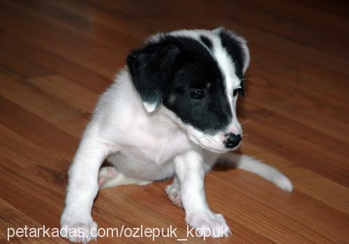 köpük Dişi Jack Russell Terrier