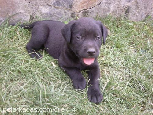 mayla Dişi Labrador Retriever