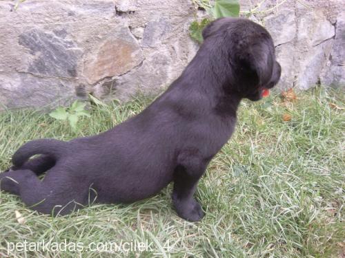 mayla Dişi Labrador Retriever