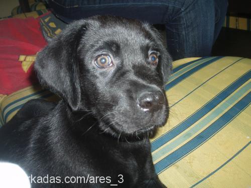 ares Erkek Labrador Retriever