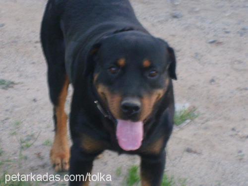 Efe Erkek Rottweiler