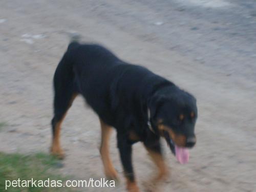 Efe Erkek Rottweiler