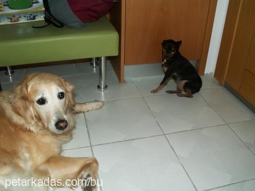 mısır Dişi Golden Retriever