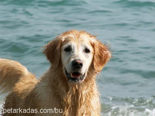 mısır Dişi Golden Retriever