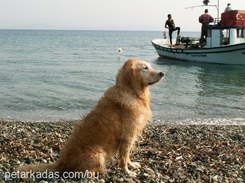 mısır Dişi Golden Retriever