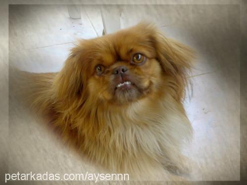 nazlı Dişi Pekingese