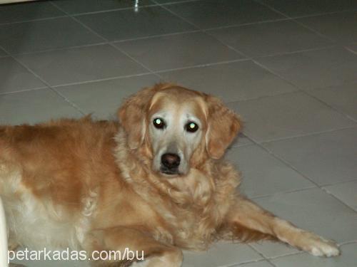 mısır Dişi Golden Retriever