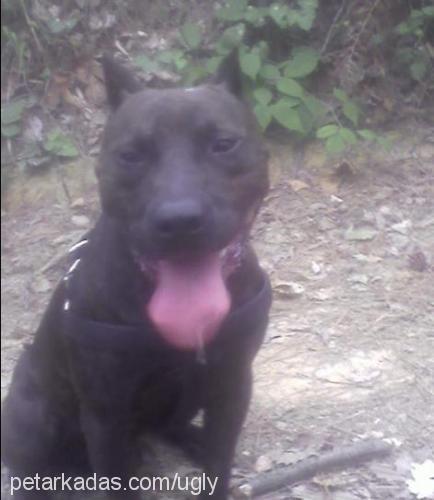 haydar Erkek Amerikan Staffordshire Terrier