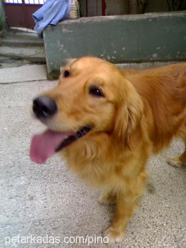 Pino Erkek Golden Retriever