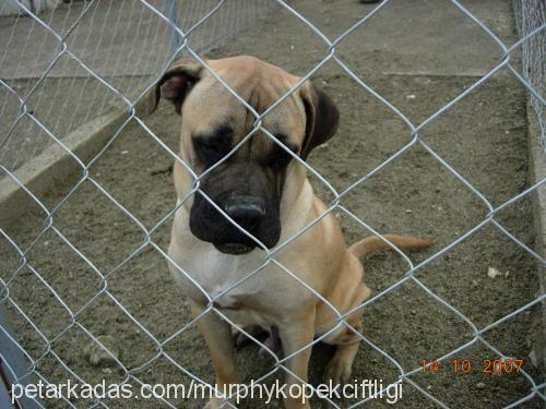 MURPHY Erkek Bullmastiff