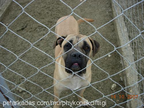 MURPHY Erkek Bullmastiff