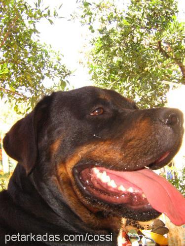 cossi Dişi Rottweiler