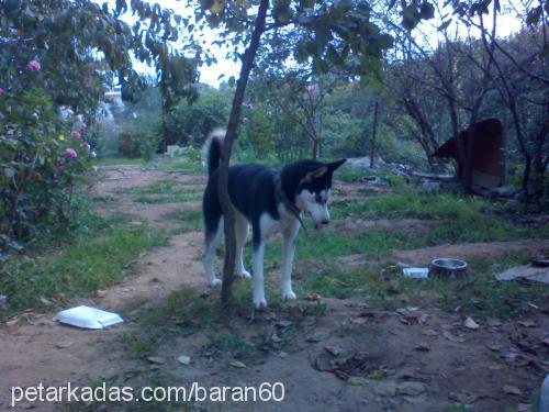 mavi Dişi Sibirya Kurdu (Husky)