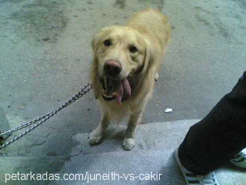 Cakir Erkek Golden Retriever