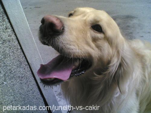 Cakir Erkek Golden Retriever