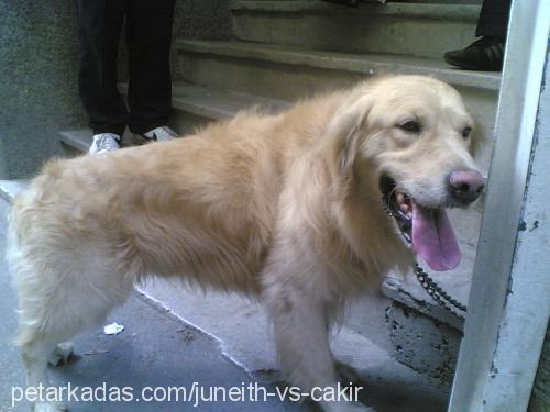 Cakir Erkek Golden Retriever