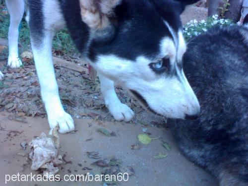 mavi Dişi Sibirya Kurdu (Husky)