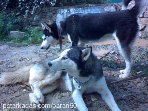 mavi Dişi Sibirya Kurdu (Husky)