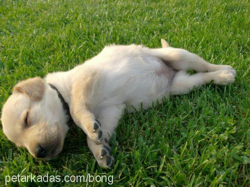 Lucy Dişi Labrador Retriever