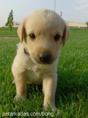 Lucy Dişi Labrador Retriever