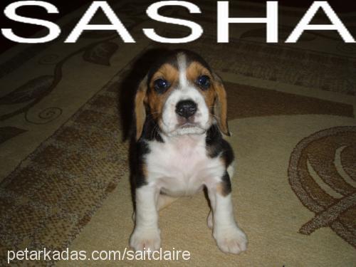 sasha Dişi Beagle