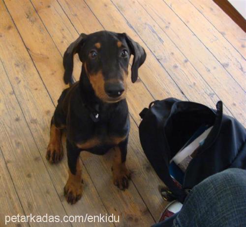 enkidu Erkek Doberman Pinscher