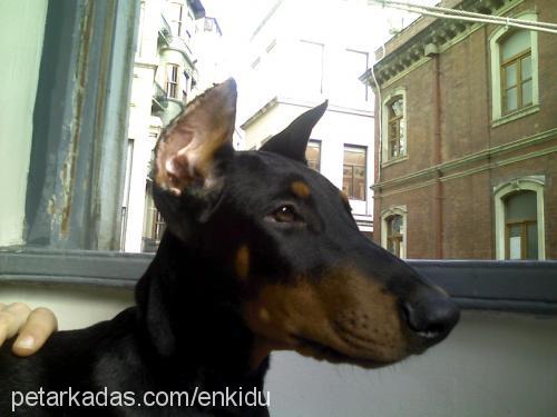 enkidu Erkek Doberman Pinscher