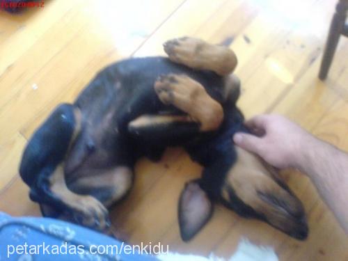 enkidu Erkek Doberman Pinscher