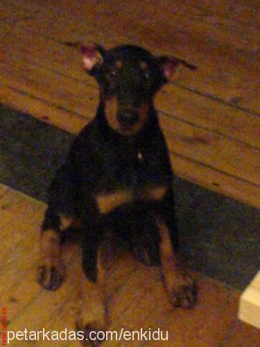 enkidu Erkek Doberman Pinscher