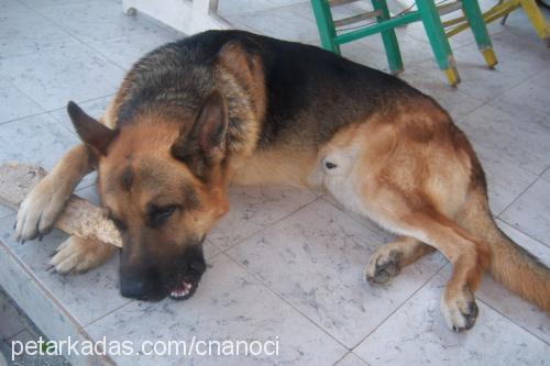 nando Erkek Alman Çoban Köpeği