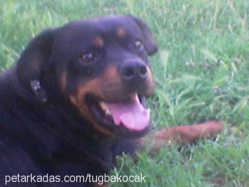 rambo Dişi Rottweiler