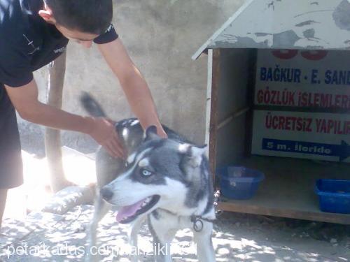 çakır Erkek Sibirya Kurdu (Husky)