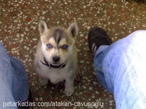 paşaa Erkek Sibirya Kurdu (Husky)