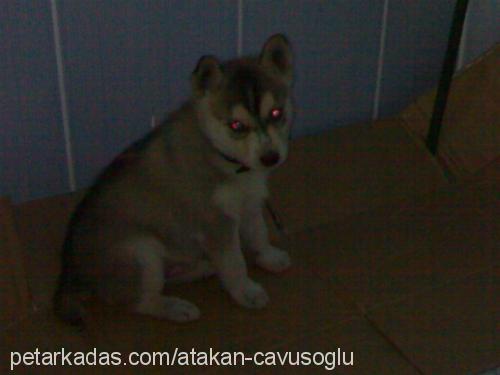 paşaa Erkek Sibirya Kurdu (Husky)