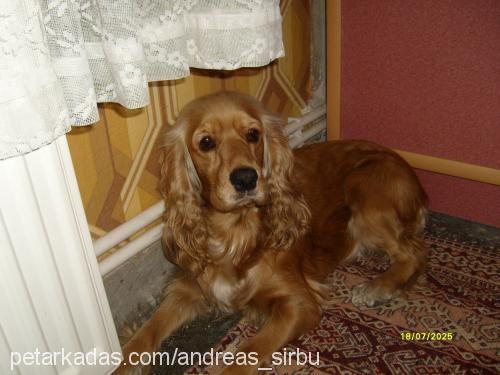 suzi... Dişi İngiliz Cocker Spaniel