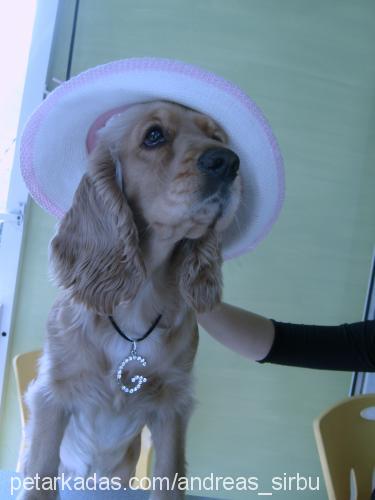 suzi... Dişi İngiliz Cocker Spaniel