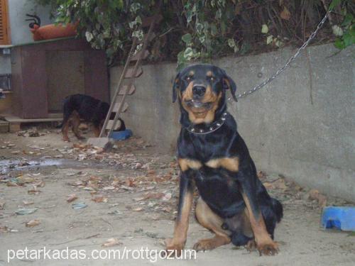 gÖzÜm Erkek Rottweiler