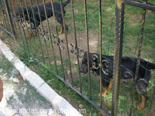 masti Dişi Rottweiler