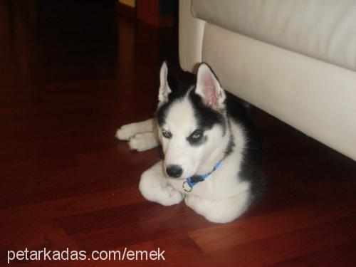 Maya Dişi Sibirya Kurdu (Husky)