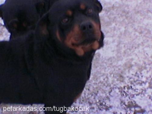 rambo Dişi Rottweiler