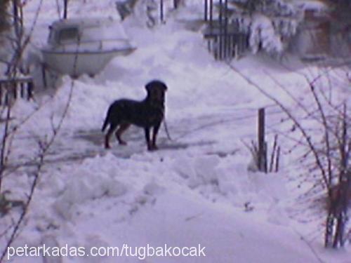 rambo Dişi Rottweiler